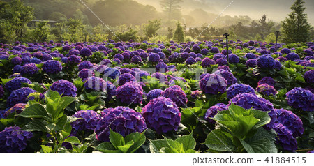 陽明山繡球花 花 多彩 41884515