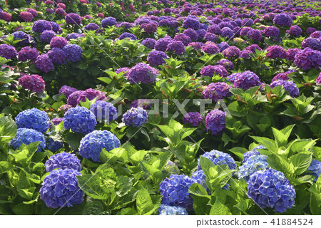 Yangmingshan hydrangea flower 41884524