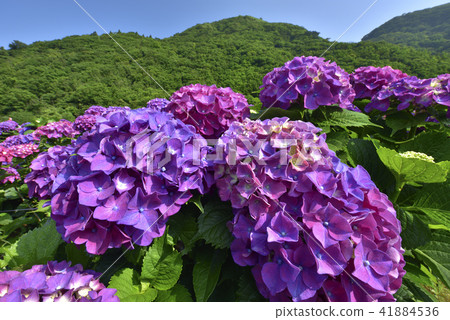 Yangmingshan hydrangea flower 41884536