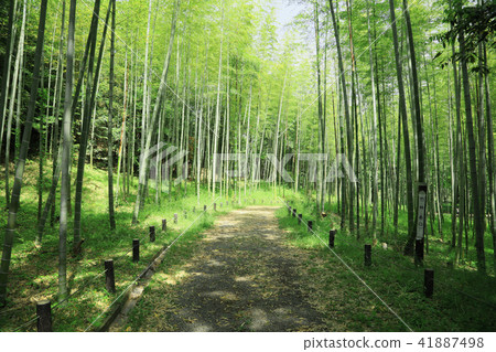 竹林竹林竹林小徑竹林 41887498