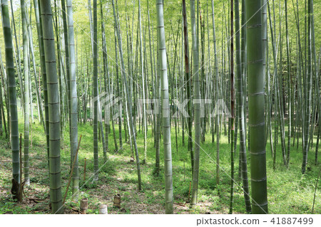 竹林竹林竹初夏竹林竹樹竹樹 41887499