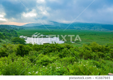 Hachijimagahara Mogahara in early summer Hachijimagahara Mogahara in early summer 41887665