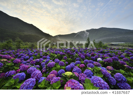 陽明山 小油坑 竹子湖 繡球花 41887687