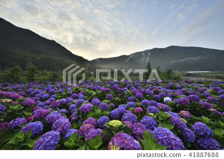 陽明山 小油坑 竹子湖 繡球花 41887688