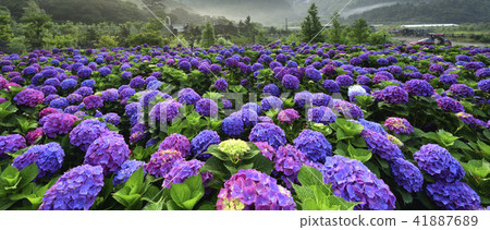 陽明山 小油坑 竹子湖 繡球花 41887689