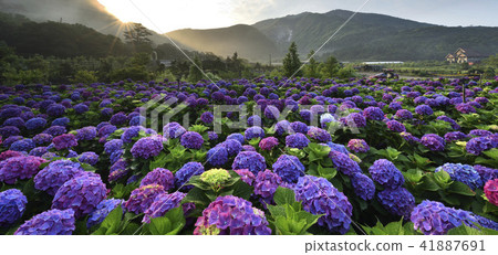 陽明山 小油坑 竹子湖 繡球花 陽明山 小油坑 竹子湖 繡球花 41887691