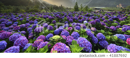 陽明山 小油坑 竹子湖 繡球花 41887692