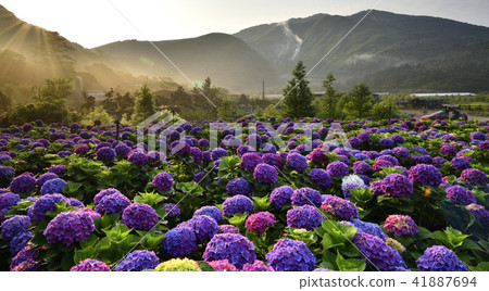 陽明山 小油坑 竹子湖 繡球花 41887694