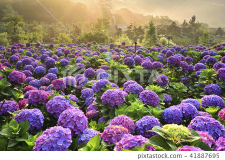 陽明山 小油坑 竹子湖 繡球花 陽明山 小油坑 竹子湖 繡球花 41887695