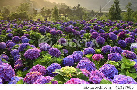 Yangming Mountain Sunshine Bamboo Lake Hydrangea 41887696