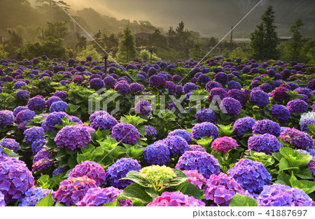 Yangming Mountain Sunshine Bamboo Lake Hydrangea 41887697