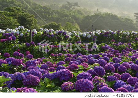 Yangming Mountain Sunshine Bamboo Lake Hydrangea 41887702