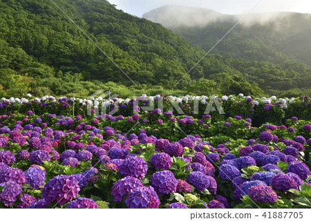 陽明山 陽光 竹子湖 繡球花 41887705