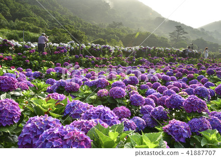Yangming Mountain Sunshine Bamboo Lake Hydrangea Yangming Mountain Sunshine Bamboo Lake Hydrangea 41887707