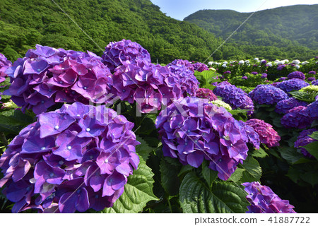 Yangming Mountain Bamboo Lake Hydrangea 41887722