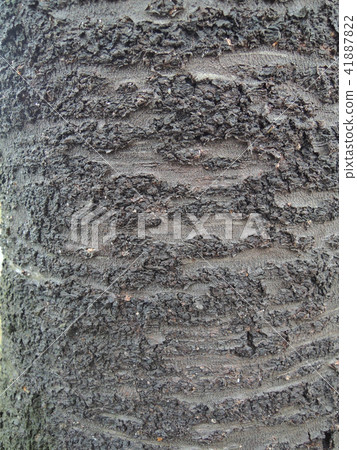 Cherry tree bark Cherry tree bark 41887822