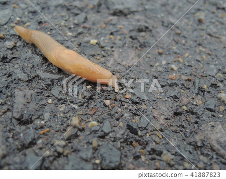 Slugs that appeared on rain Slugs that appeared on rain 41887823