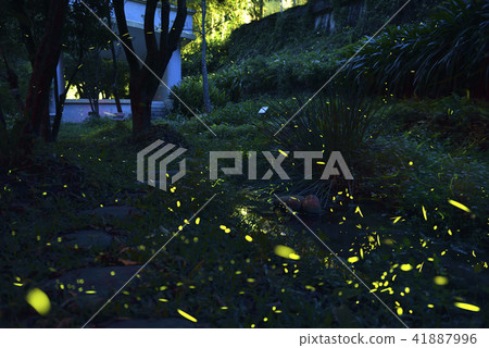 螢火蟲飛舞 三峽 41887996