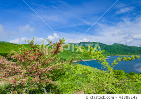 Zumi's Hanasaku Noguchi 41888142