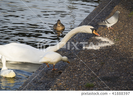 UK waterfowl swan water fishing long neck UK waterfowl swan water fishing long neck 41888397