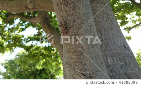 Madara bug stink bugs Erthesina fullo Madara bug stink bugs Erthesina fullo 41888399