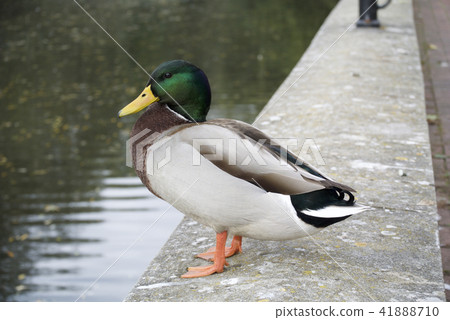 英國Waterfowder鴨子鴨子水池塘湖 英國Waterfowder鴨子鴨子水池塘湖 41888710