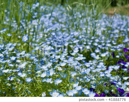 Nemophila Nemophila 41888776