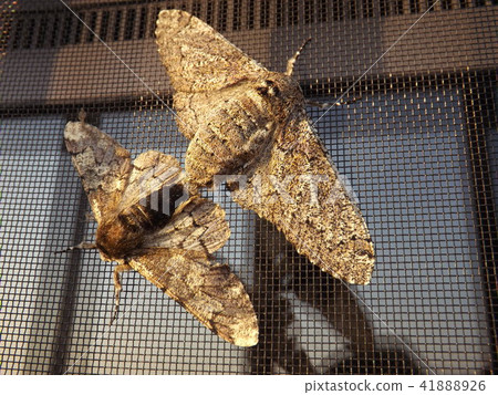 Mating of Shatchi Hokkha Mating of Shatchi Hokkha 41888926