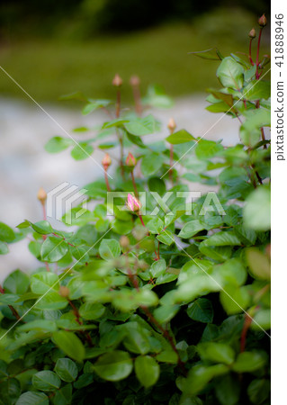 Furano Atelier Open Garden at Mt. 41888946