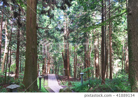The forest of the Ozuyama Sonjoji entrance road The forest of the Ozuyama Sonjoji entrance road 41889134