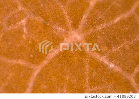 Plant cells background. 41889208