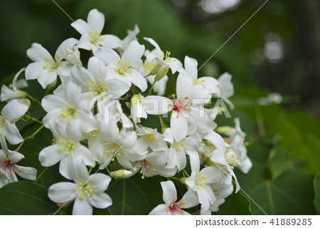 油桐花 五月雪 花 41889285