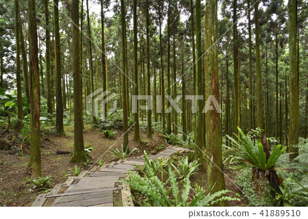 新北市三峽區 熊空茶園 柳杉木步道 新北市三峽區 熊空茶園 柳杉木步道 41889510