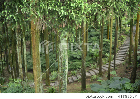 新北市三峽區 熊空茶園 柳杉木步道 新北市三峽區 熊空茶園 柳杉木步道 41889517