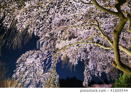 Shizuoka prefecture cherry spot sightseeing spot · night cherry blossoms in Chichibu Memorial Park full of flowering cherry blossoms · dusk back lateral position Shizuoka prefecture cherry spot sightseeing spot · night cherry blossoms in Chichibu Memorial Park full of flowering cherry blossoms · dusk back lateral position 41889544