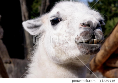 Close-up of llama face 41889546