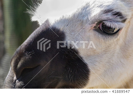 Close-up of llama face 41889547