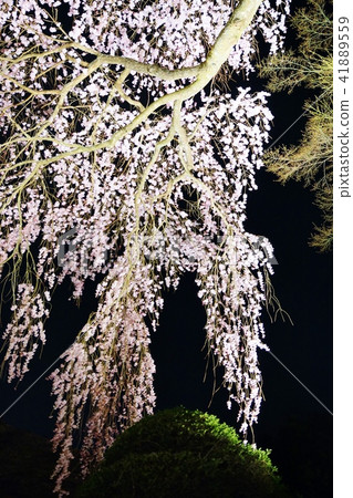 靜岡縣櫻花觀光景點·秩父宮紀念公園遊艇櫻花盛開的櫻花·黃昏背面垂直位置 41889559