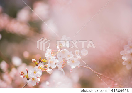 Cherry blossom 41889698