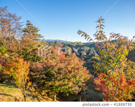 [Izu] Maple forest of Shuzenji [Autumn, autumn leaves] 41889730