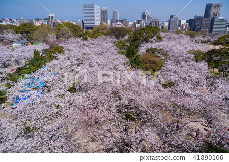 Maizuru公園的櫻花 Maizuru公園的櫻花 41890106