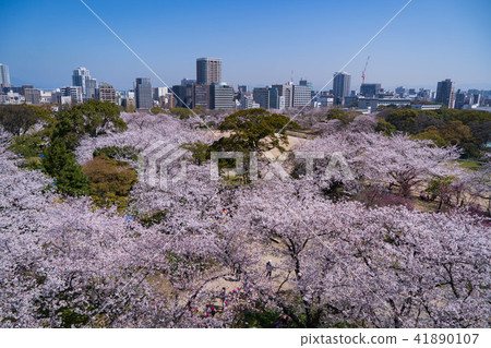 Maizuru公園的櫻花 41890107