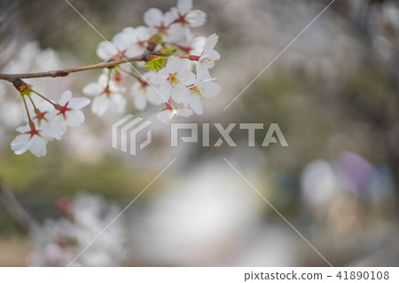 櫻花 櫻花 41890108