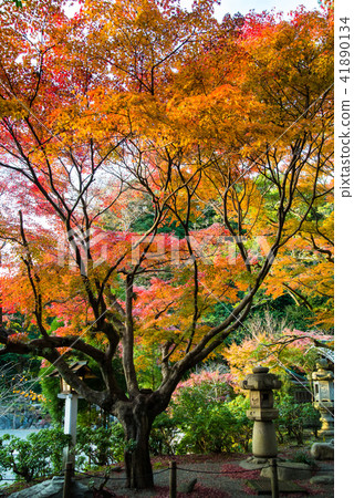 秋葉在鎌倉神社 秋葉在鎌倉神社 41890134