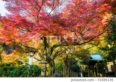 Autumn leaves in Kamakura Shrine Autumn leaves in Kamakura Shrine 41890136