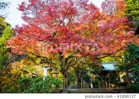 Autumn leaves in Kamakura Shrine 41890137