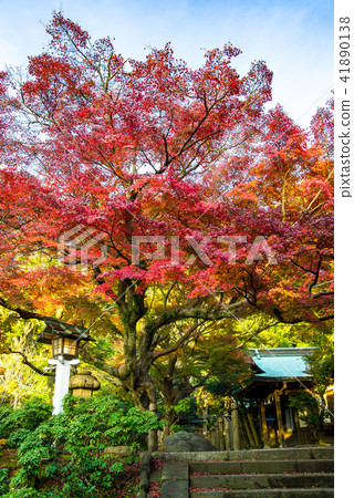 秋葉在鎌倉神社 秋葉在鎌倉神社 41890138