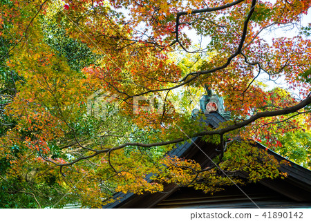 秋葉在鎌倉神社 秋葉在鎌倉神社 41890142