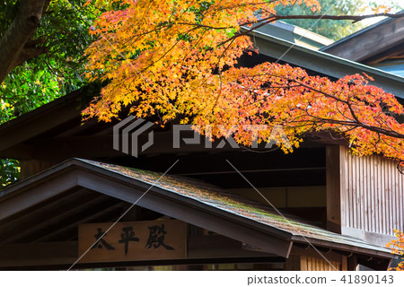 秋葉在鎌倉神社 秋葉在鎌倉神社 41890143