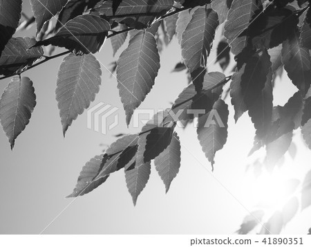 Zelkova leaves 41890351
